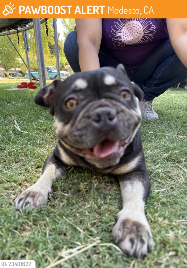 Found/Stray Female Dog last seen California ave, Modesto, CA 95351