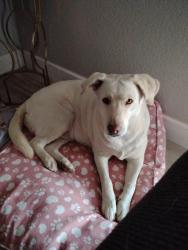 Reunited Female Dog last seen W Indian school & 75th, Phoenix, AZ 85033