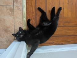 Reunited Female Cat last seen Washington and San Carlos, Albany, CA 94706