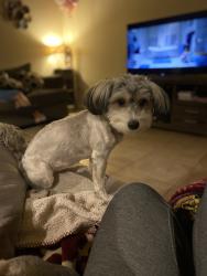 Reunited Female Dog last seen 48th st Virginia, Phoenix, AZ 85008