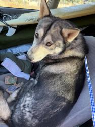 Found/Stray Male Dog last seen Saint George Dr and Harbison Canyon Rd, El Cajon, CA 92019