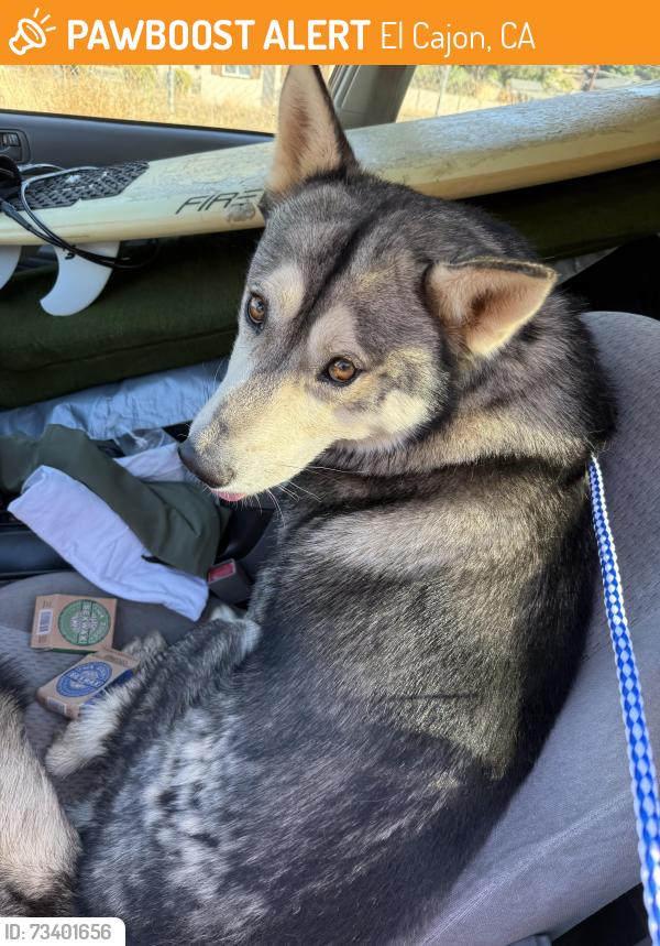 Found/Stray Male Dog last seen Saint George Dr and Harbison Canyon Rd, El Cajon, CA 92019