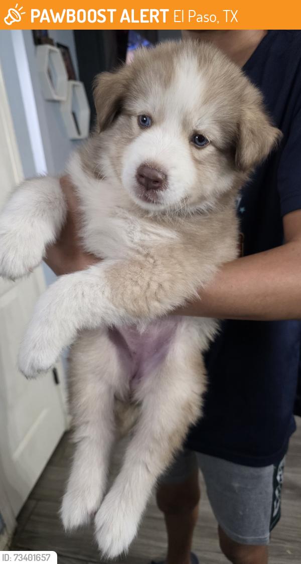 Found/Stray Female Dog last seen Edgemere/Mike Price roundabout, El Paso, TX 79938