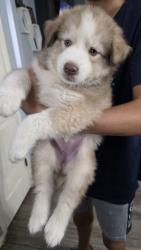 Found/Stray Female Dog last seen Edgemere/Mike Price roundabout, El Paso, TX 79938