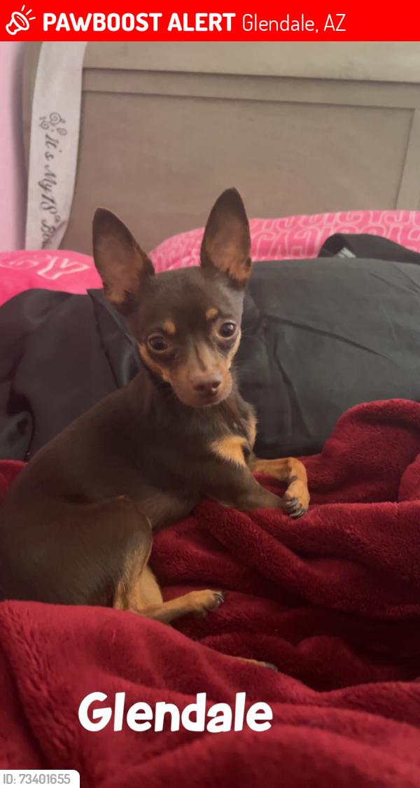Lost Male Dog last seen Ocotillo ,desert ,Maryland, Glendale, AZ 85305