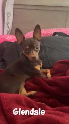 Lost Male Dog last seen Ocotillo ,desert ,Maryland, Glendale, AZ 85305