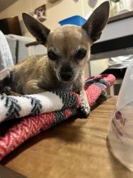 Found/Stray Female Dog last seen Kelly and yucca barstow california, Barstow, CA 92311