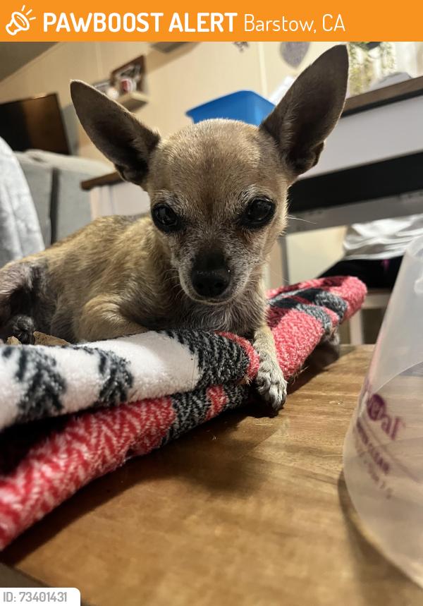 Found/Stray Female Dog last seen Kelly and yucca barstow california, Barstow, CA 92311