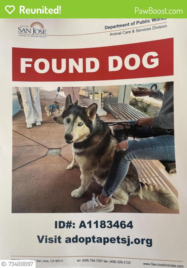 Reunited Male Dog last seen Piedmont and landless ave, Milpitas, CA 95035