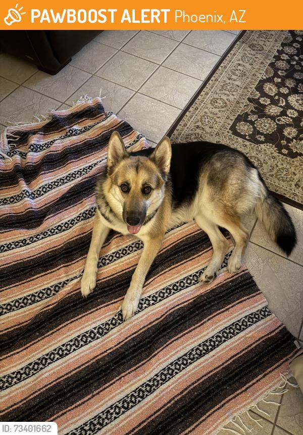 Found/Stray Female Dog last seen 7th street and Hearn, Phoenix, AZ 85022