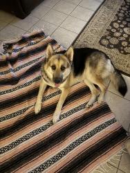 Found/Stray Female Dog last seen 7th street and Hearn, Phoenix, AZ 85022