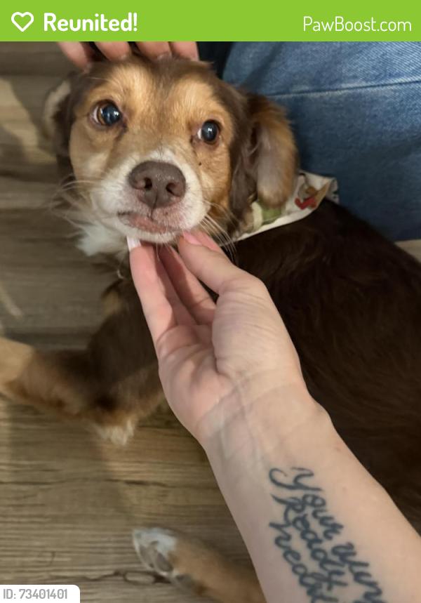 Reunited Male Dog last seen Near Santo Domingo Ave, Duarte, CA 91010, USA, Duarte, CA 91010