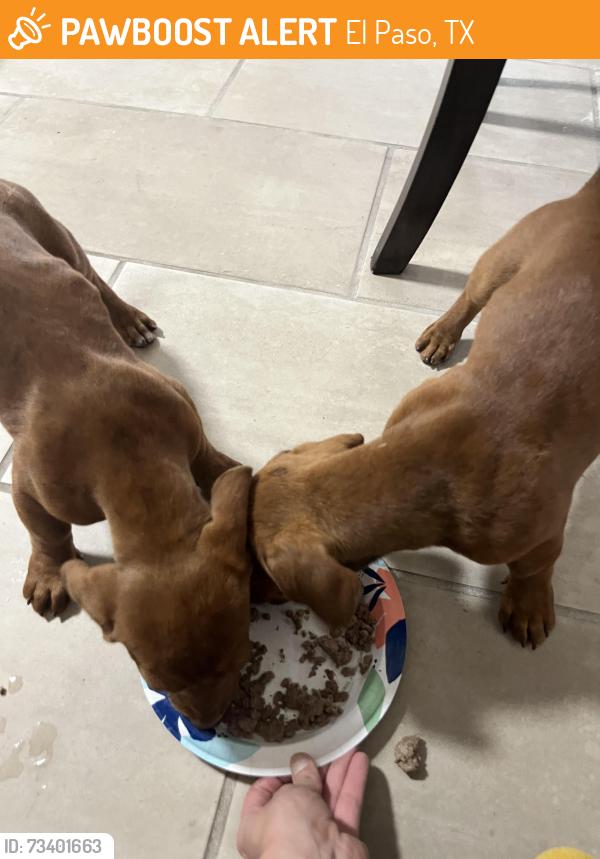 Found/Stray Male Dog last seen Lasso rock dr, El Paso, TX 79938