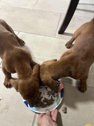 Found/Stray Male Dog last seen Lasso rock dr, El Paso, TX 79938