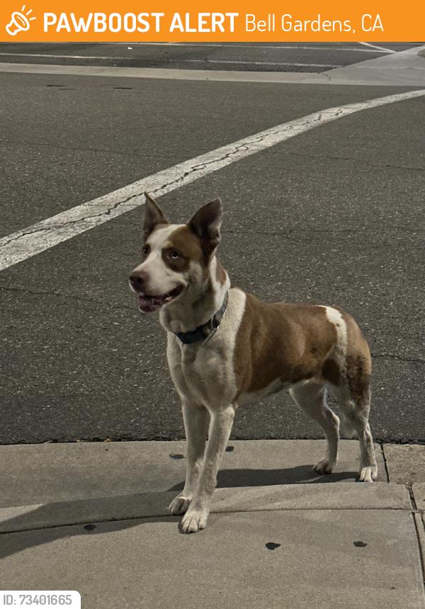 Found/Stray Female Dog last seen Veterans Park, Bell Gardens, CA 90201