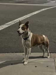 Found/Stray Female Dog last seen Veterans Park, Bell Gardens, CA 90201