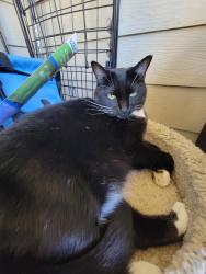 Lost Female Cat last seen Sonic (we live behind there), Saginaw, TX 76179