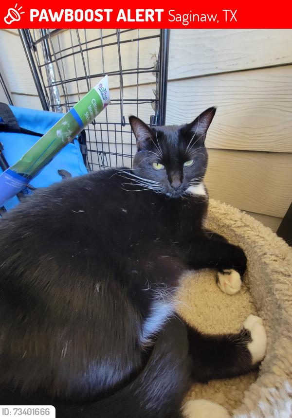 Lost Female Cat last seen Sonic (we live behind there), Saginaw, TX 76179