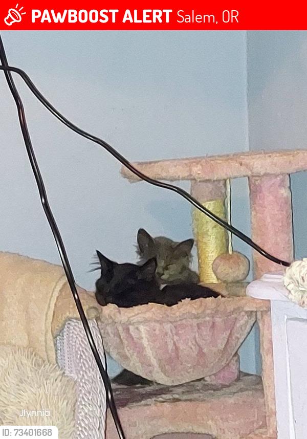Lost Male Cat last seen Behind The Salem Clinic, Salem, OR 97301