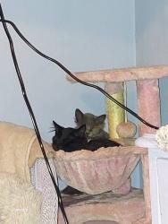 Lost Male Cat last seen Behind The Salem Clinic, Salem, OR 97301