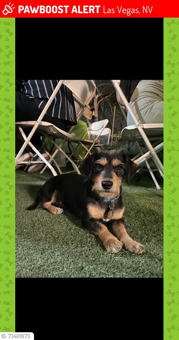 Lost Male Dog last seen Decatur and Churchill, Las Vegas, NV 89107