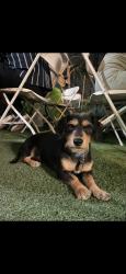 Lost Male Dog last seen Decatur and Churchill, Las Vegas, NV 89107