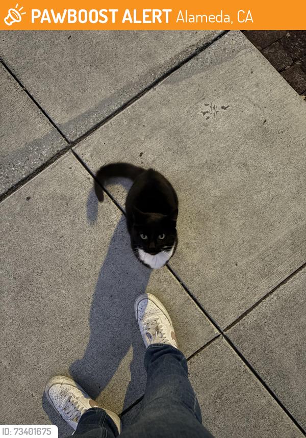 Found/Stray Female Cat last seen Near Morton St, Alameda, CA 94501