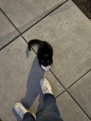 Found/Stray Female Cat last seen Near Morton St, Alameda, CA 94501