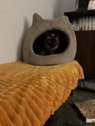 Reunited Male Cat last seen Lloyd Ave, Pittsburgh, PA 15218