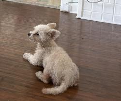 Lost Female Dog last seen Food 4 less Florence and Middleton st, Huntington Park, CA 90255