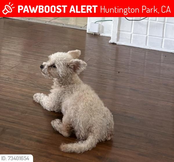 Lost Female Dog last seen Food 4 less Florence and Middleton st, Huntington Park, CA 90255