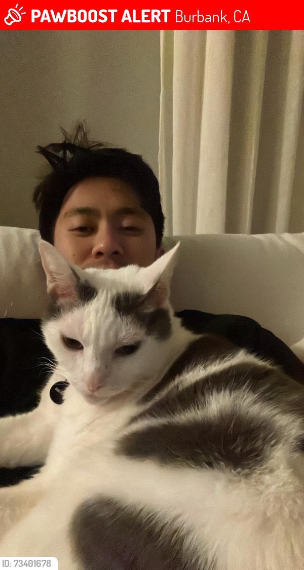 Lost Male Cat last seen Victory and Rose, Burbank, CA 91505