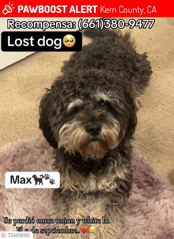 Lost Male Dog last seen Bakersfield, Kern County, CA 93307