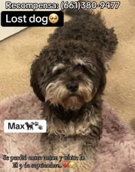 Lost Male Dog last seen Bakersfield, Kern County, CA 93307