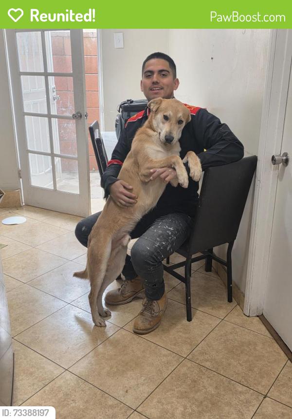 Reunited Male Dog last seen Mission hills por la san jose, Los Angeles, CA 91345