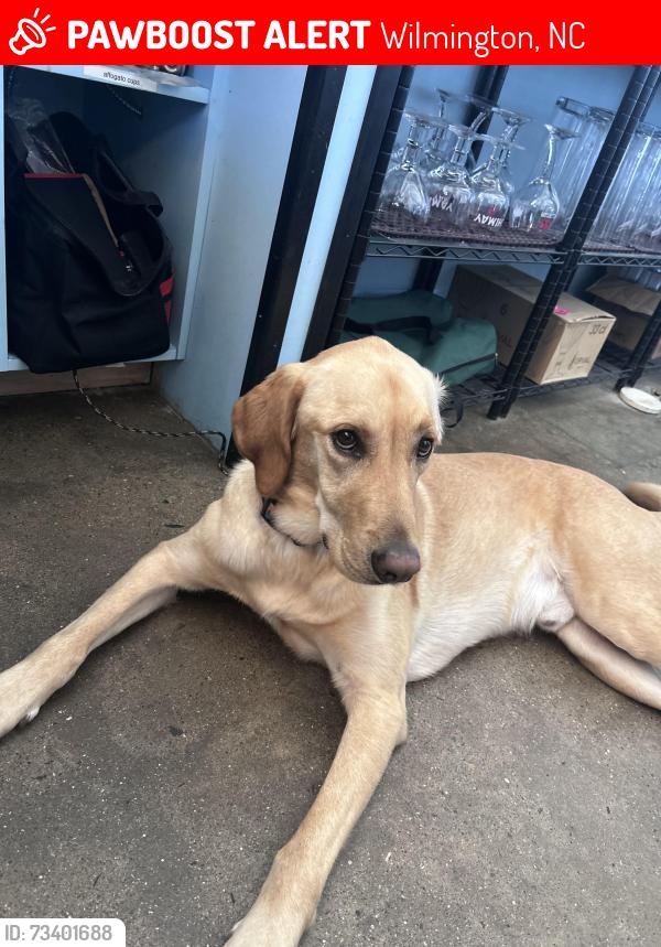 Lost Male Dog last seen Carolina beach rd, Wilmington, NC 28412