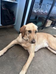 Lost Male Dog last seen Carolina beach rd, Wilmington, NC 28412