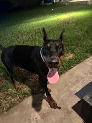 Found/Stray Male Dog last seen Wind Haven Ln, Lafayette, LA 70506