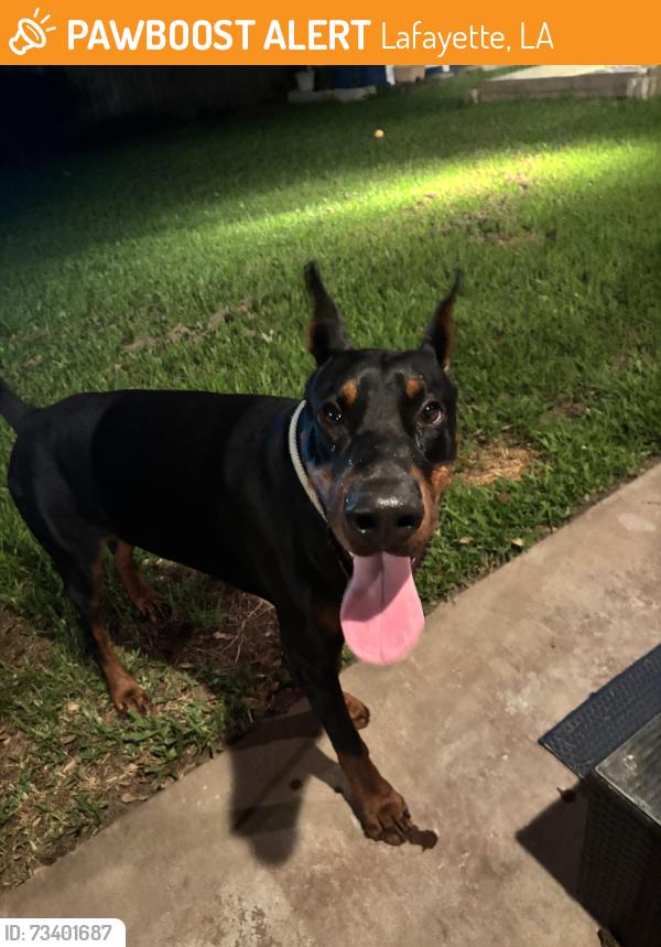 Found/Stray Male Dog last seen Wind Haven Ln, Lafayette, LA 70506