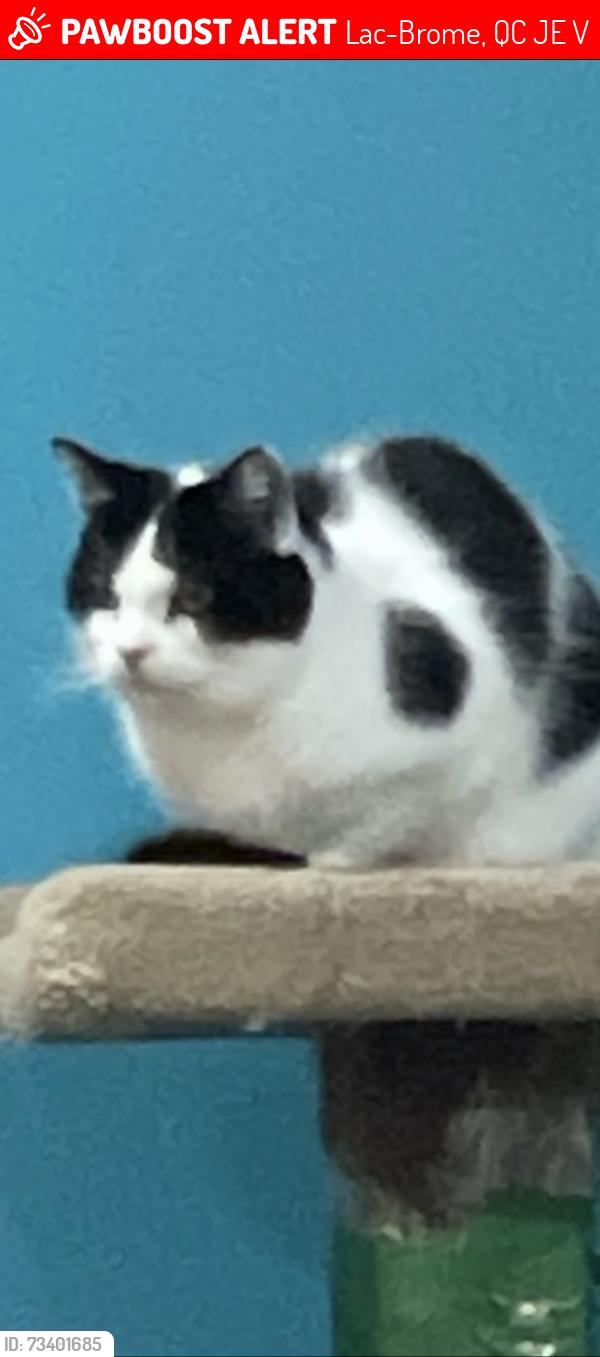 Lost Male Cat last seen Brook and Eugene, Lac-Brome, QC J0E 1V0