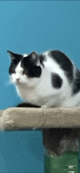 Lost Male Cat last seen Brook and Eugene, Lac-Brome, QC J0E 1V0
