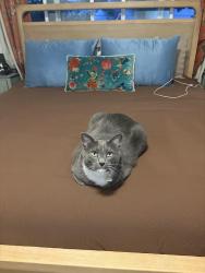 Reunited Male Cat last seen Pegasus, Breen Park, San Diego, CA 92126