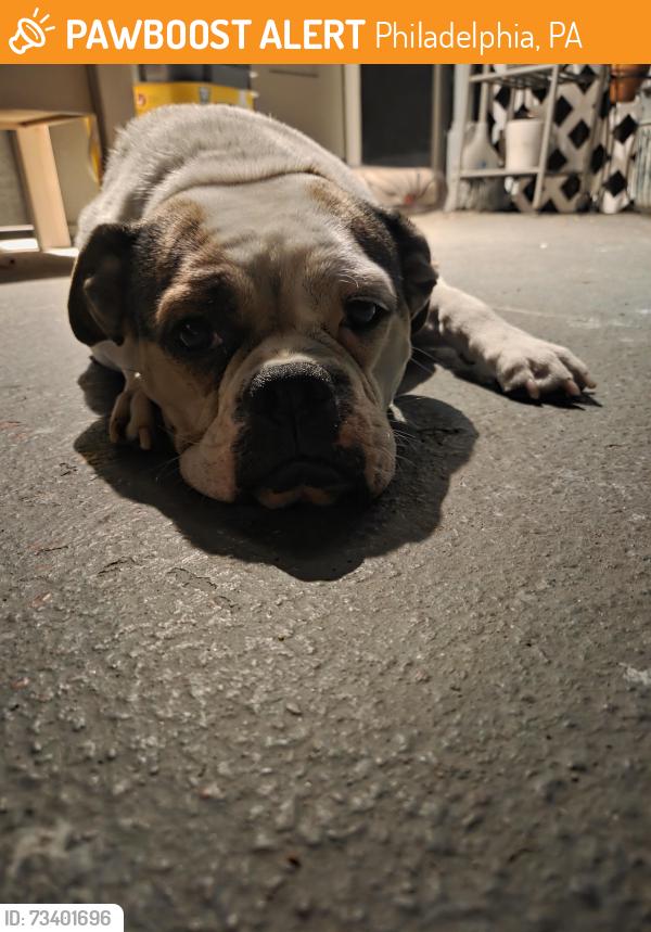 Found/Stray Female Dog last seen 22nd mckean, Philadelphia, PA 19145