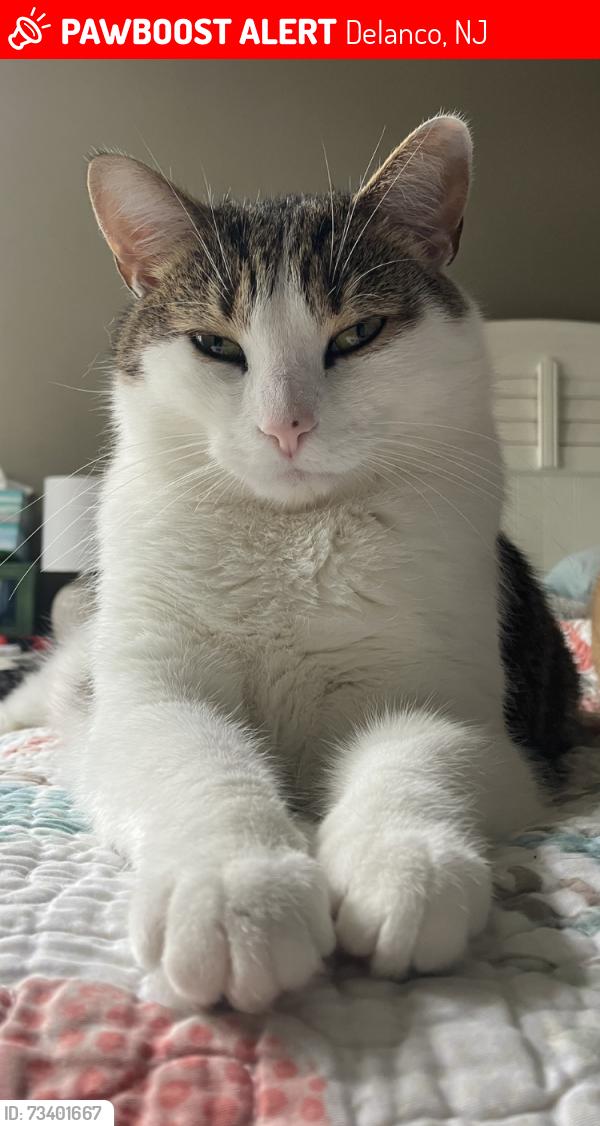 Lost Male Cat last seen Woods by river; 46 River Lane Delanco, Delanco, NJ 08075