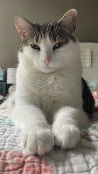 Lost Male Cat last seen Woods by river; 46 River Lane Delanco, Delanco, NJ 08075