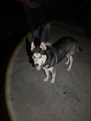 Found/Stray Male Dog last seen Octavia and Chase, Rancho Cordova, CA 95670