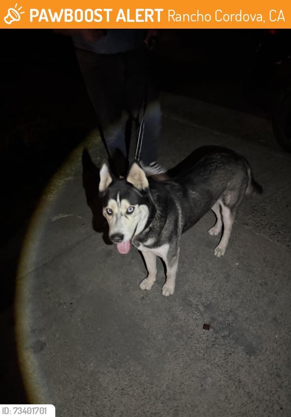 Found/Stray Male Dog last seen Octavia and Chase, Rancho Cordova, CA 95670