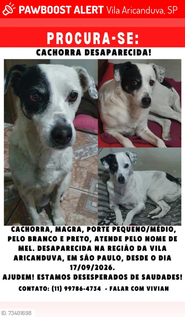 Lost Female Dog last seen Rua Gavino Virdes, Vila Aricanduva, São Paulo, Vila Aricanduva, SP 