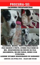 Lost Female Dog last seen Rua Gavino Virdes, Vila Aricanduva, São Paulo, Vila Aricanduva, SP 