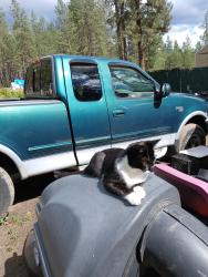 Lost Female Cat last seen North Boston rd and handy rd, Colbert, WA 99005